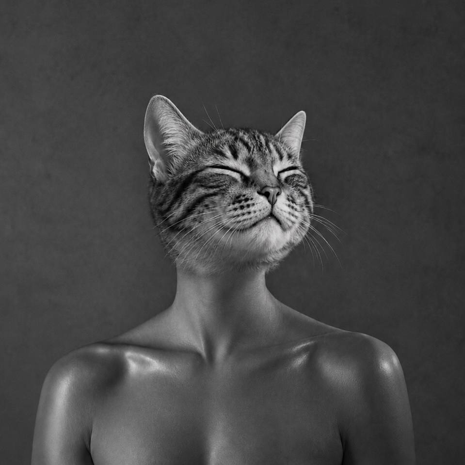 The $CATECY portrait — a serene cat head on human shoulders
